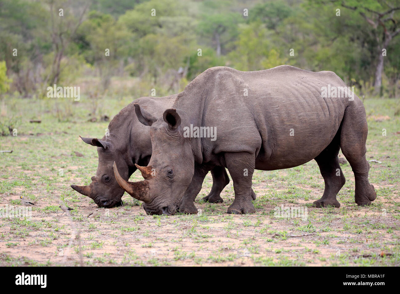 Zwei weiße Nashörner (Rhinocerotidae)), Erwachsener, Mutter Tier mit Hälfte nach, Fütterung, soziales Verhalten, dickhäuter Stockfoto