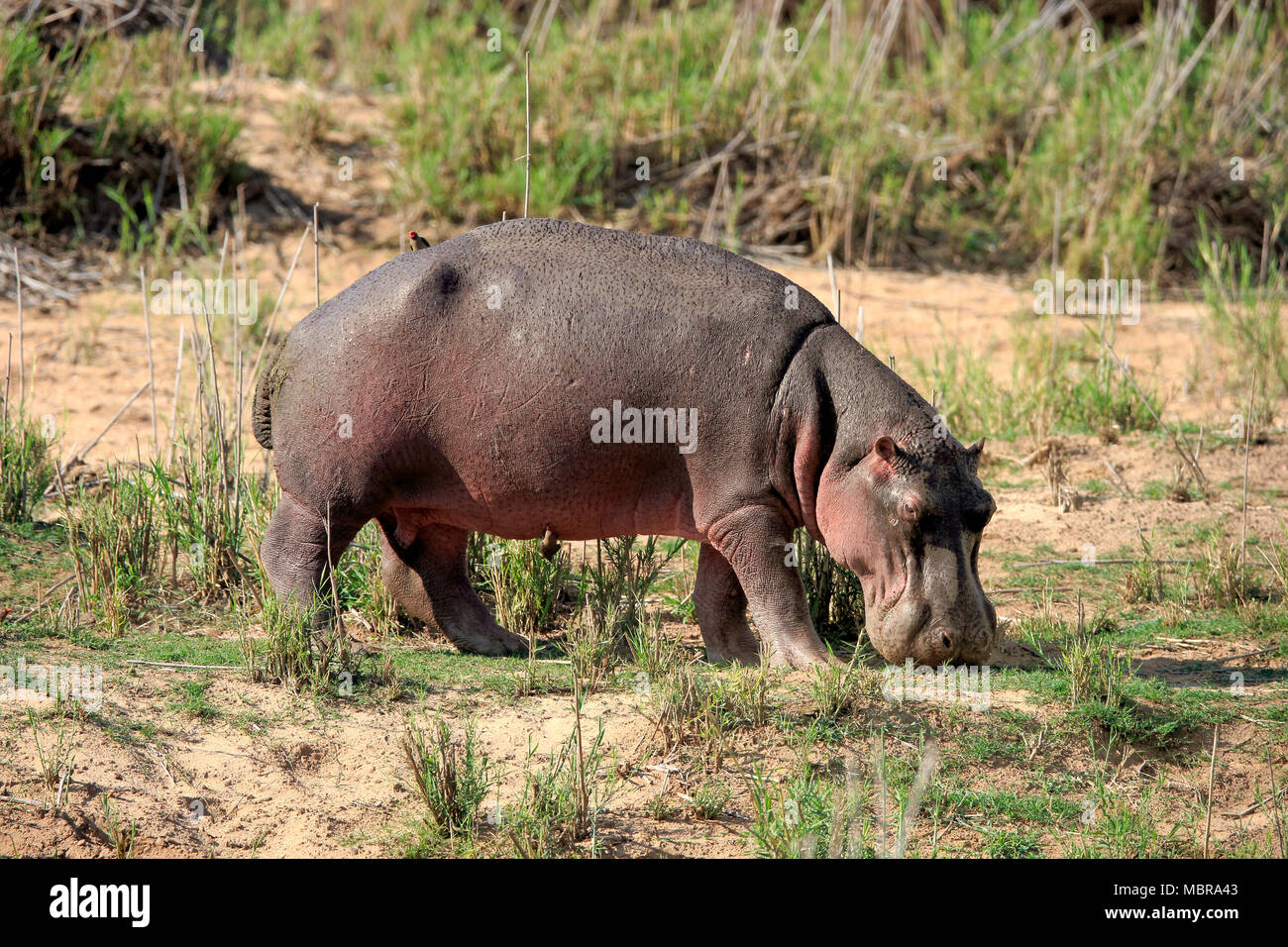 Flusspferd (Hippopotamus amphibius), Erwachsener, Fütterung, Futter, Krüger Nationalpark, Südafrika Stockfoto