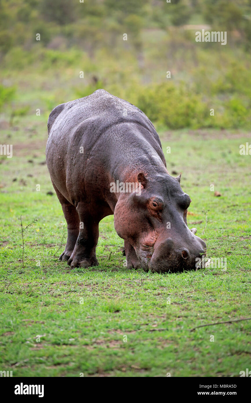 Flusspferd (Hippopotamus amphibius), Erwachsener, frisst frisches Gras, Nahrungssuche, Sabi Sand Game Reserve, Krüger Nationalpark, Südafrika Stockfoto