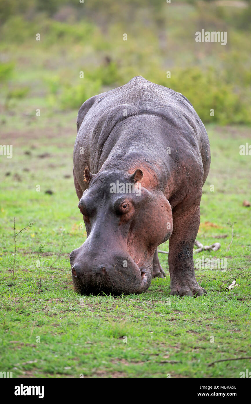 Flusspferd (Hippopotamus amphibius), Erwachsener, frisst frisches Gras, Nahrungssuche, Sabi Sand Game Reserve, Krüger Nationalpark, Südafrika Stockfoto