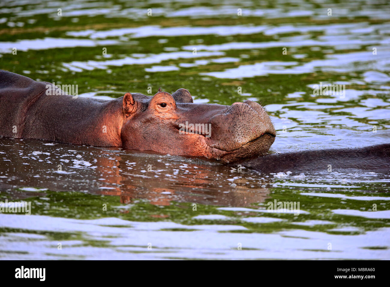 Flusspferd (Hippopotamus amphibius), Erwachsener, Baden im Wasser, Tier Portrait, Sabi Sand Game Reserve, Kruger National Park Stockfoto
