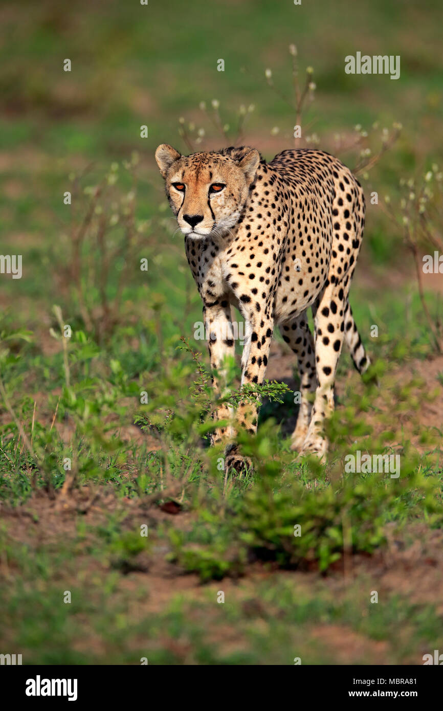 Gepard (Acinonyx jubatus), Erwachsener, Alert, Beobachten, Konzentration, Sabi Sand Game Reserve, Krüger Nationalpark, Südafrika Stockfoto