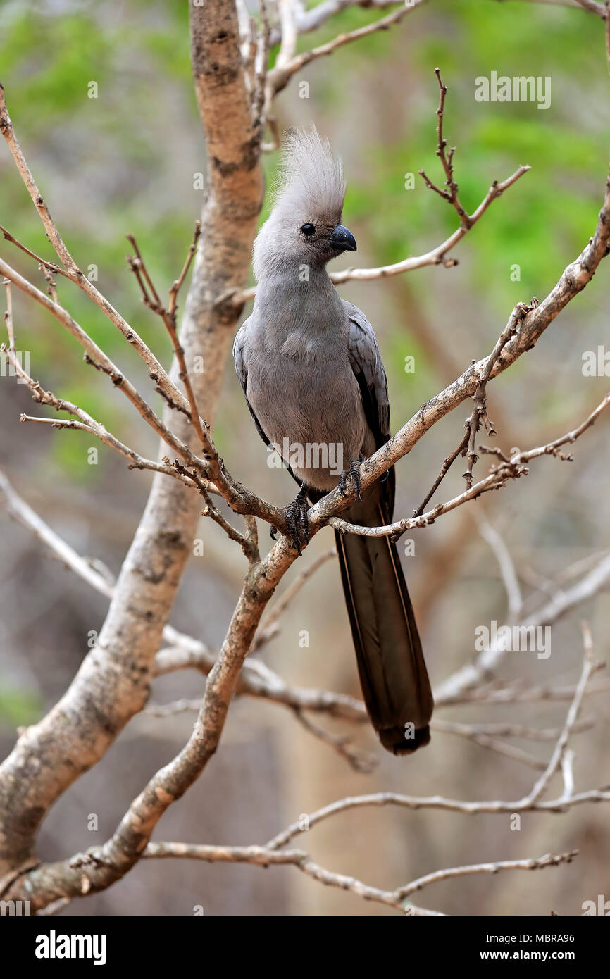 Grau-weg-bird (Corythaixoides concolor), Erwachsener, sitzt auf einem Ast, Krüger Nationalpark, Südafrika Stockfoto