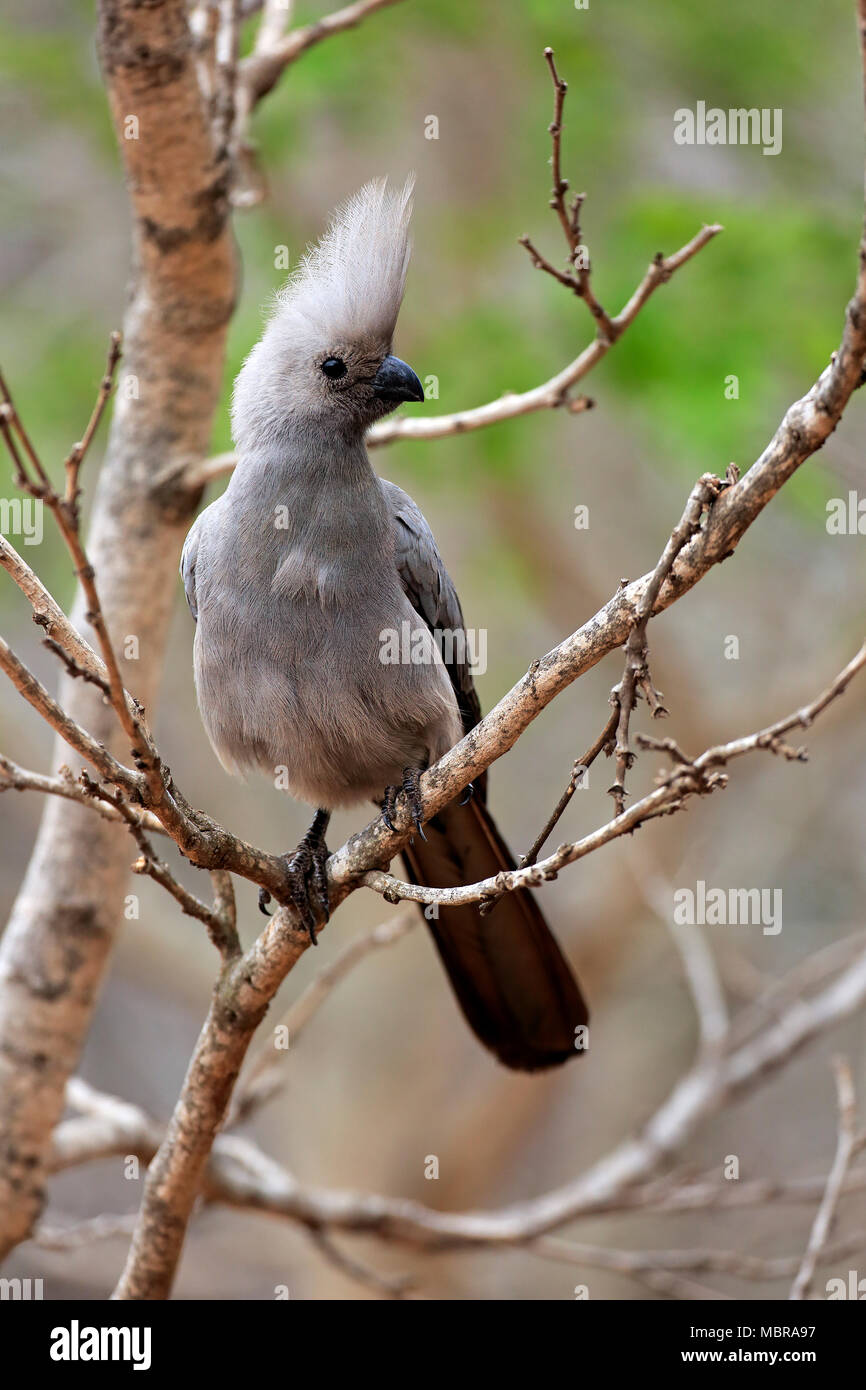 Grau-weg-bird (Corythaixoides concolor), Erwachsener, sitzt auf einem Ast, Krüger Nationalpark, Südafrika Stockfoto