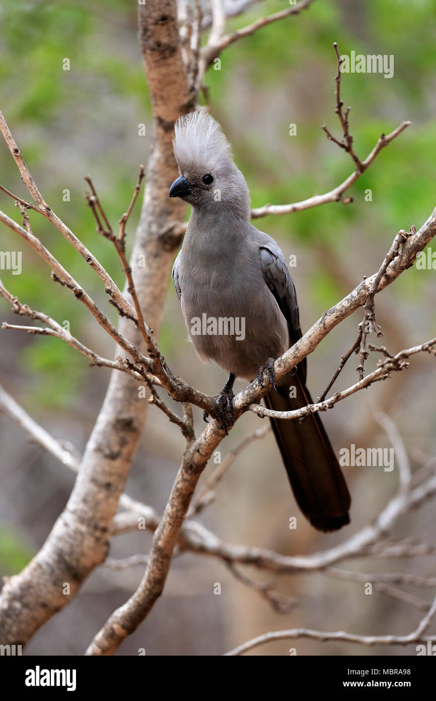 Grau-weg-bird (Corythaixoides concolor), Erwachsener, sitzt auf einem Ast, Krüger Nationalpark, Südafrika Stockfoto