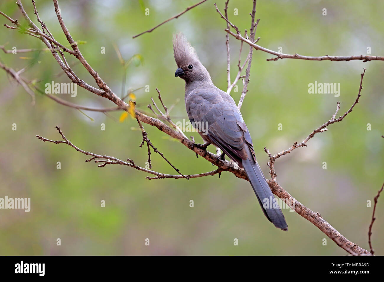 Grau-weg-bird (Corythaixoides concolor), Erwachsener, sitzt auf einem Ast, Krüger Nationalpark, Südafrika Stockfoto