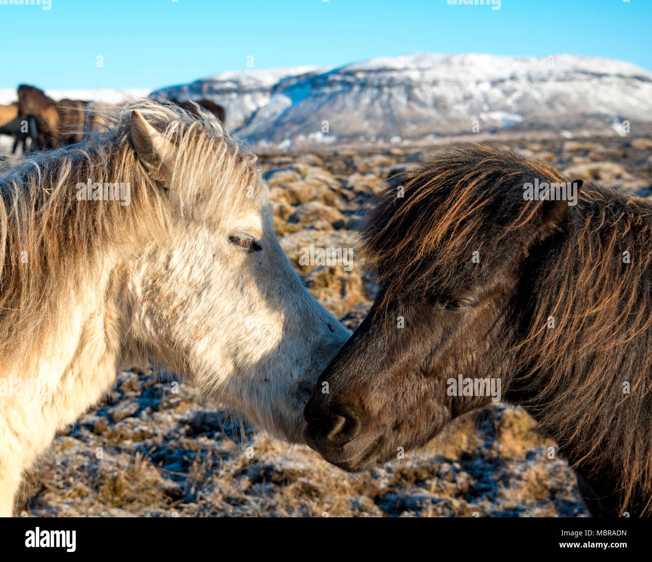 Zwei Isländische Pferde (Equus) islandicus, Tier portrait Schnüffeln im südlichen Island, Island Stockfoto