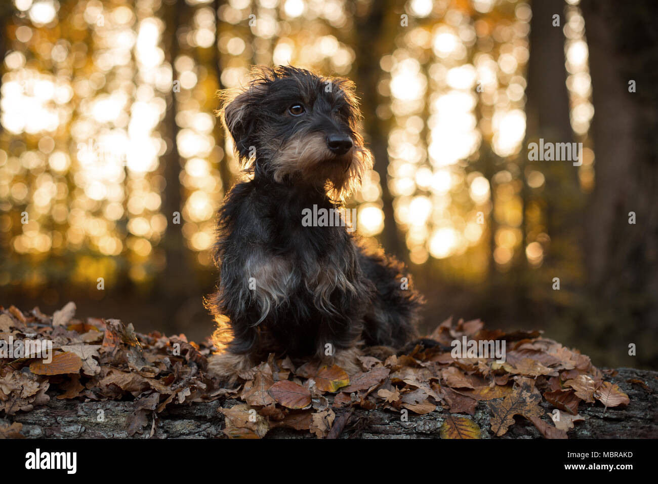 Rauhhaarige Dackel im Herbst Blätter im Wald, Hintergrundbeleuchtung, Deutschland Stockfoto