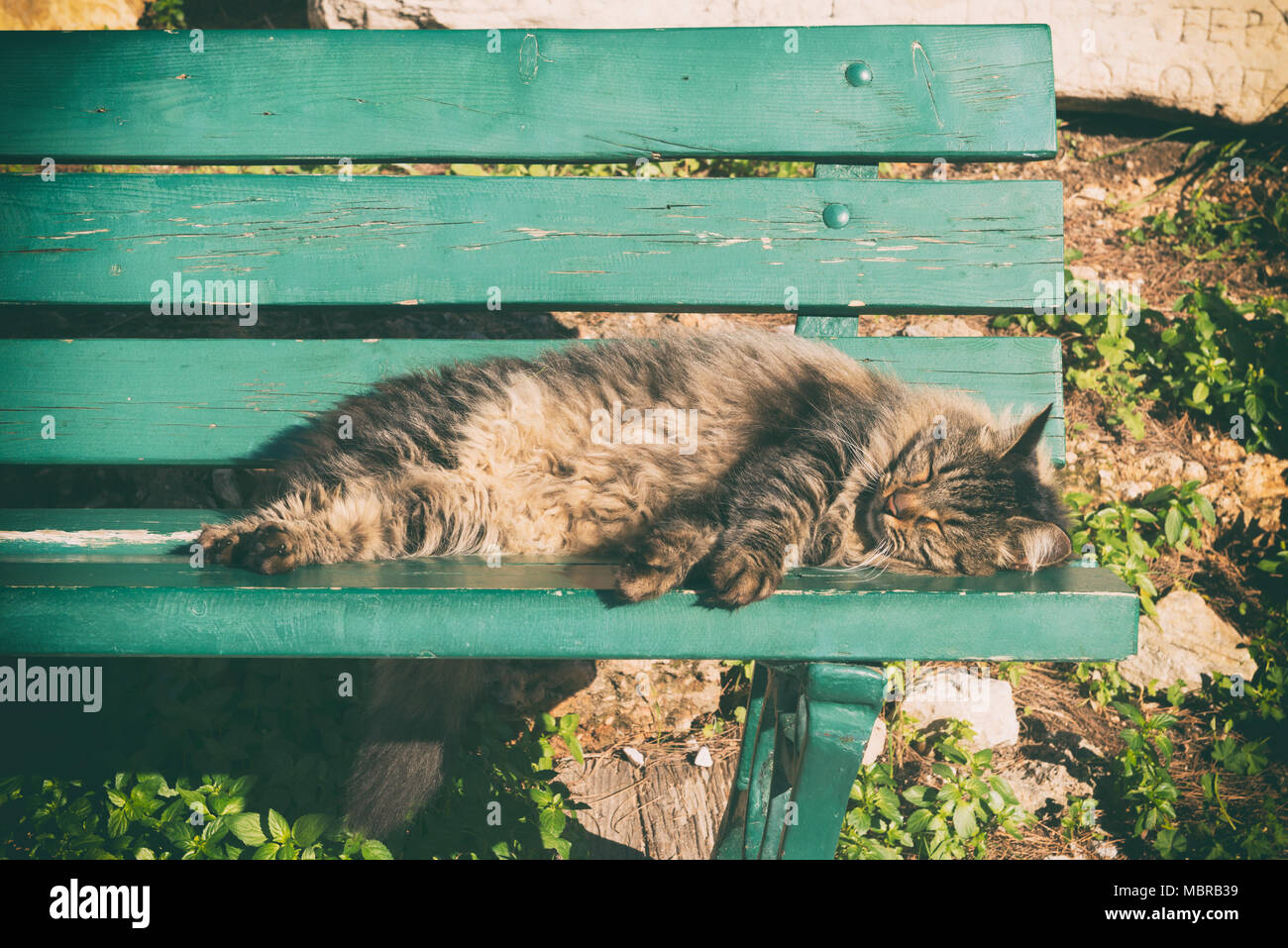 Katze schläft auf einer Bank im Park Stockfoto