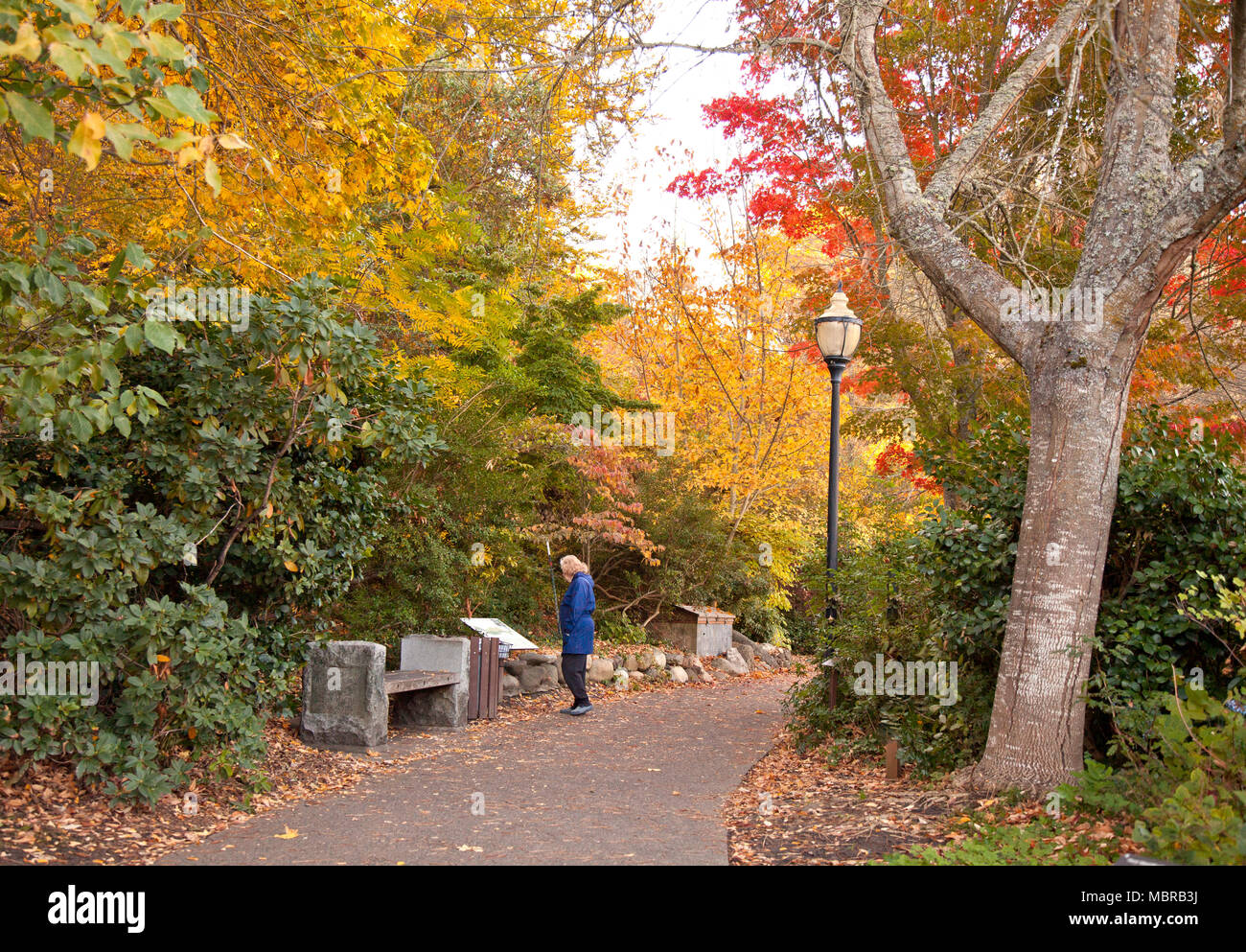 Frau im blauen Mantel hält Schild lesen, am frühen Morgen fallen Farbe, Lithia Park, Ashland, Oregon. Stockfoto