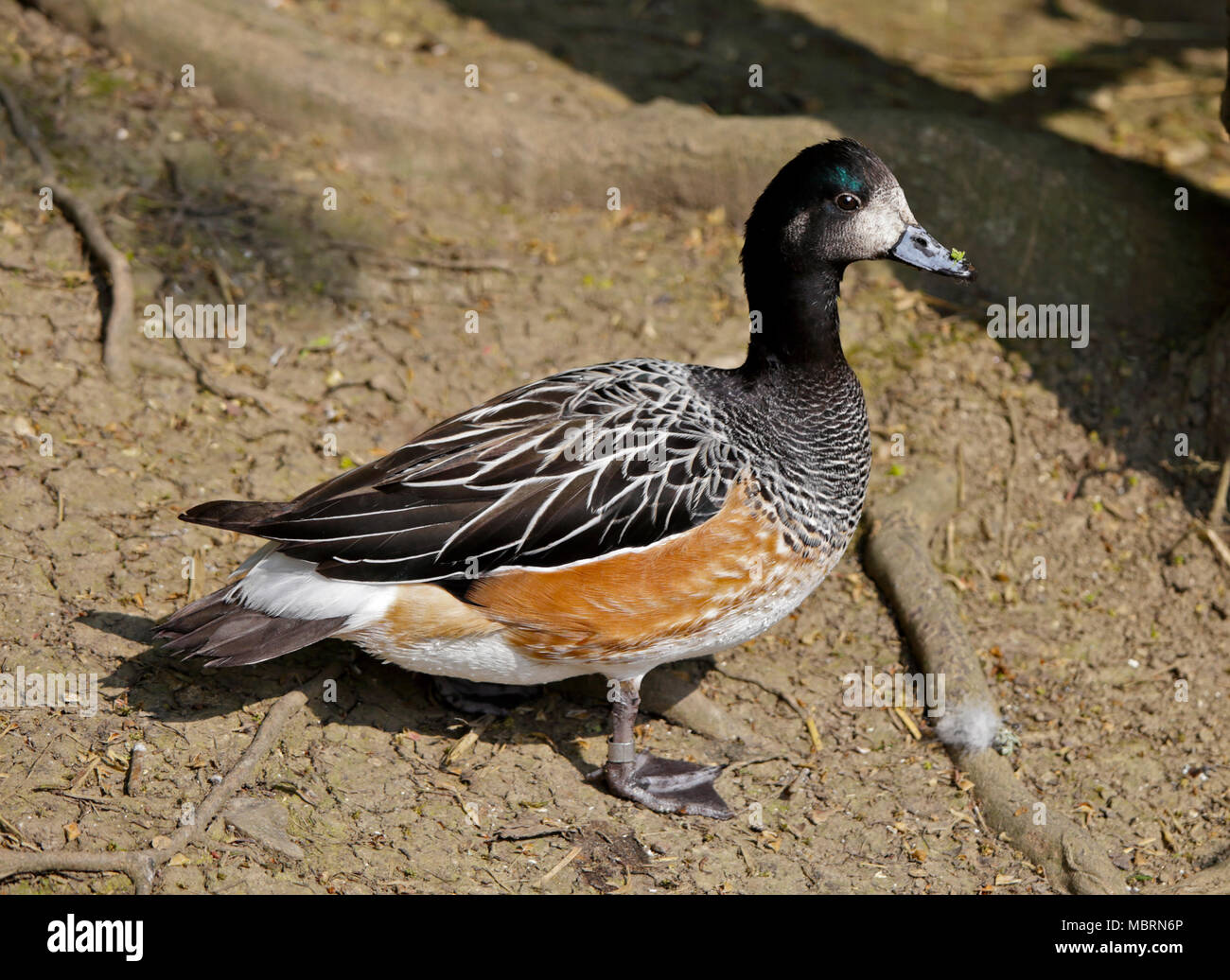 Chiloe Pfeifente (Anas Sibilatrix), UK Stockfoto