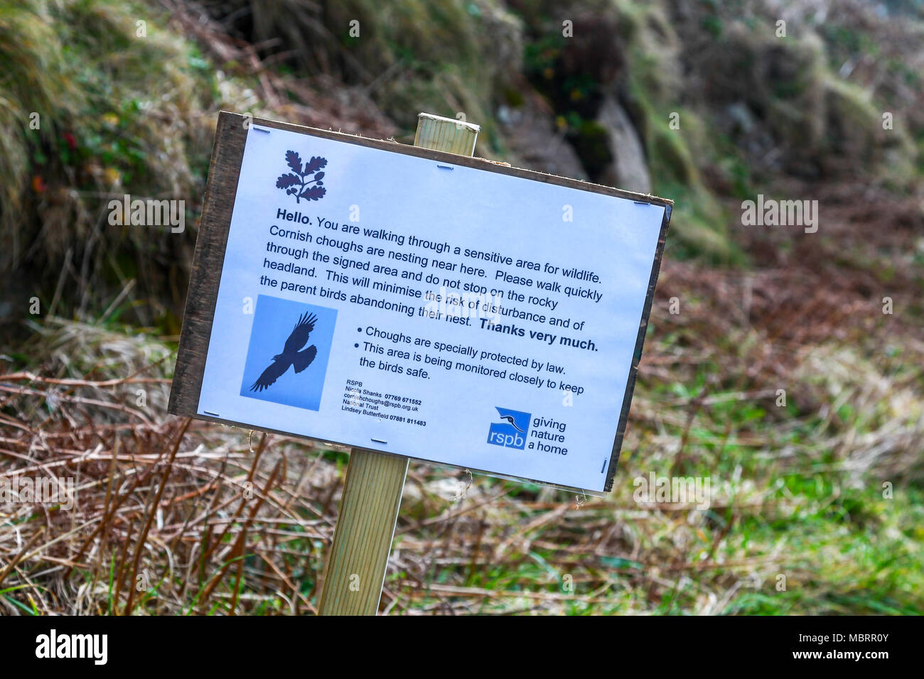 Ein Zeichen gemeinsam errichtet von der National Trust und die königliche Gesellschaft für den Schutz der Vögel Warnung Besucher, Cornish Alpenkrähe Vögel nisten sind Stockfoto