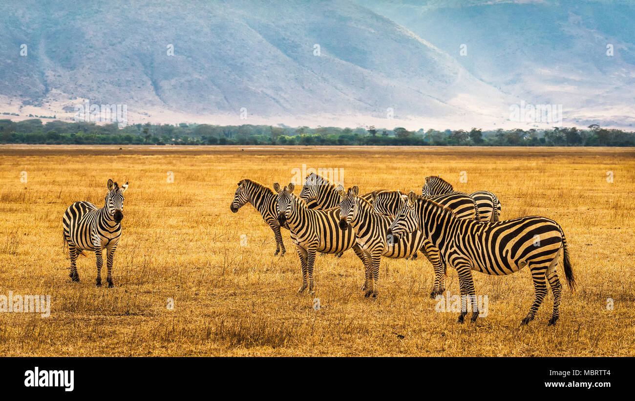 Herde Zebras im Ngorongoro Krater Stockfoto