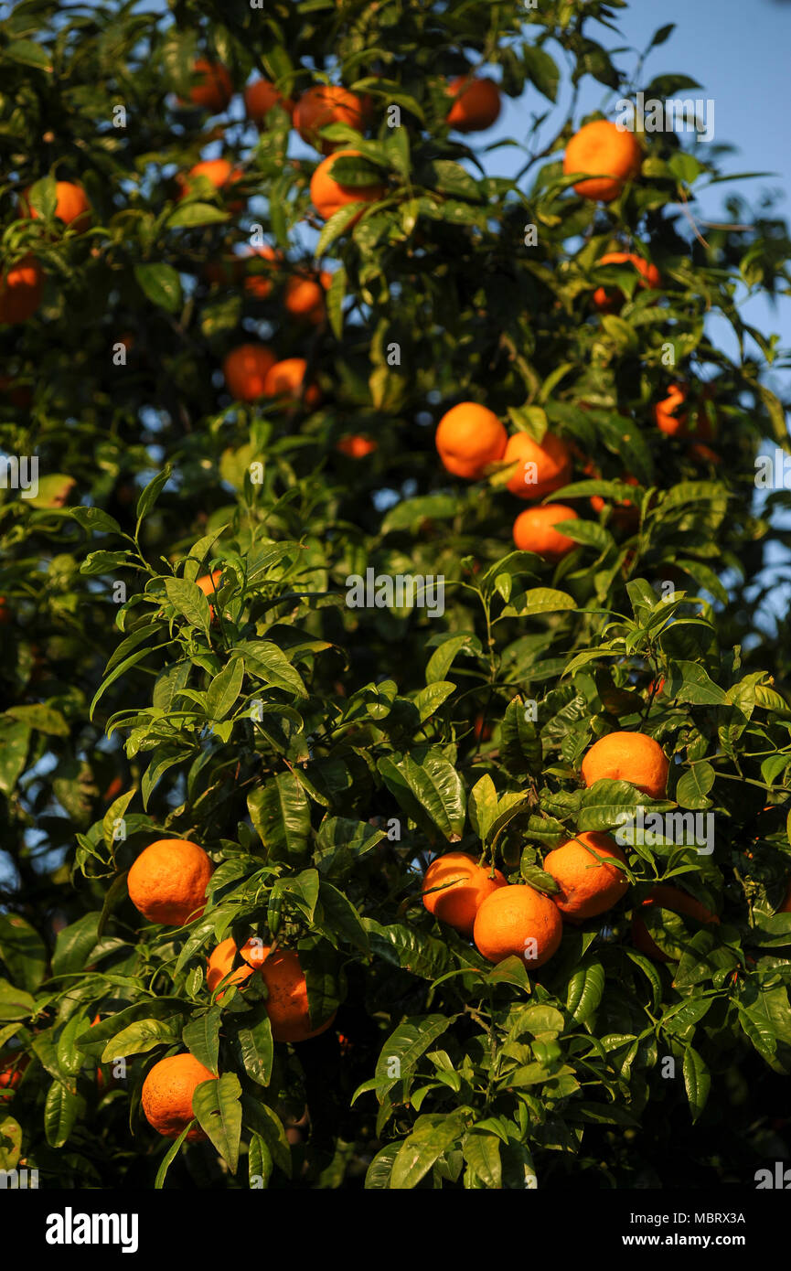 Orange Tree in Giardino Degli Aranci (Der Garten der Orangen) auf Aventin, im historischen Zentrum von Rom aufgeführt von der UNESCO zum Weltkulturerbe in Rom, Stockfoto