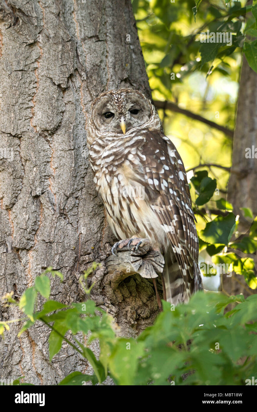 Northern gefleckte Eule auf Ast im grünen Wald getarnt Stockfoto