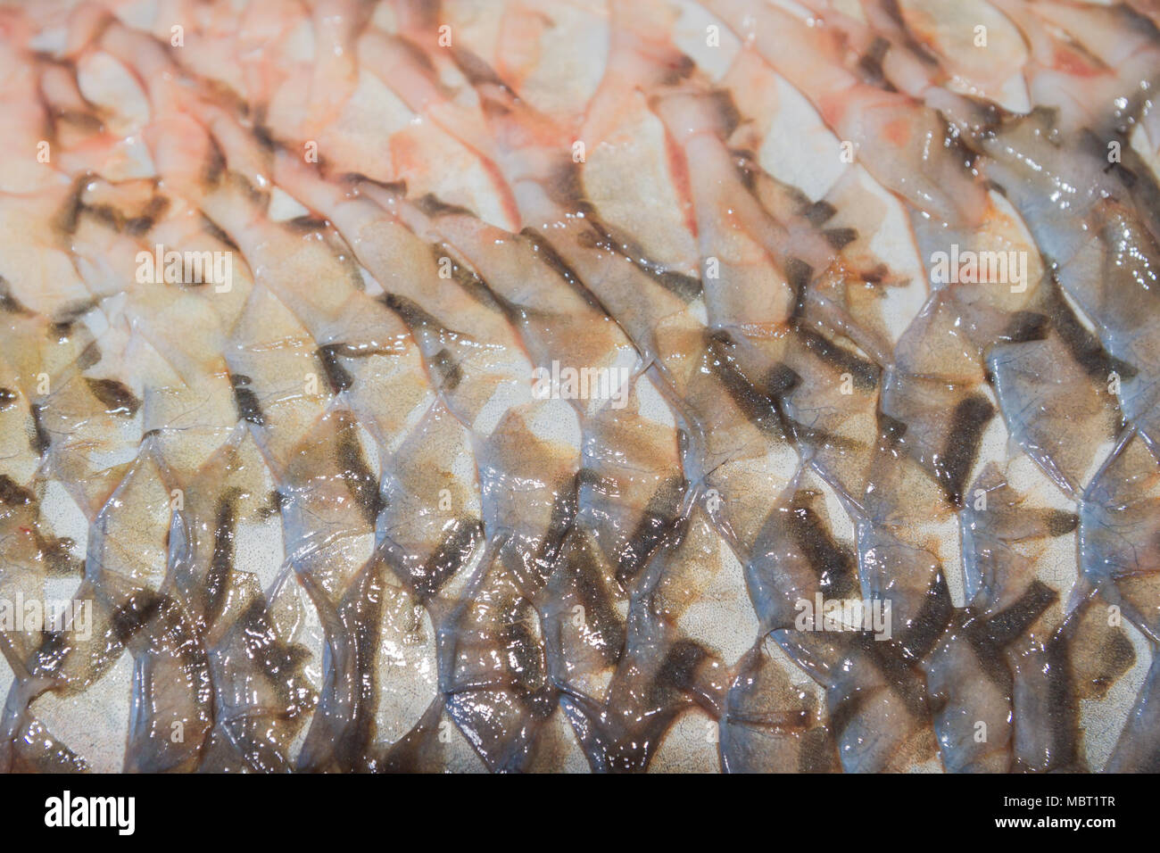 Reinigung Frischer Fisch Karpfen von Waagen mit einem speziellen Messer Stockfoto