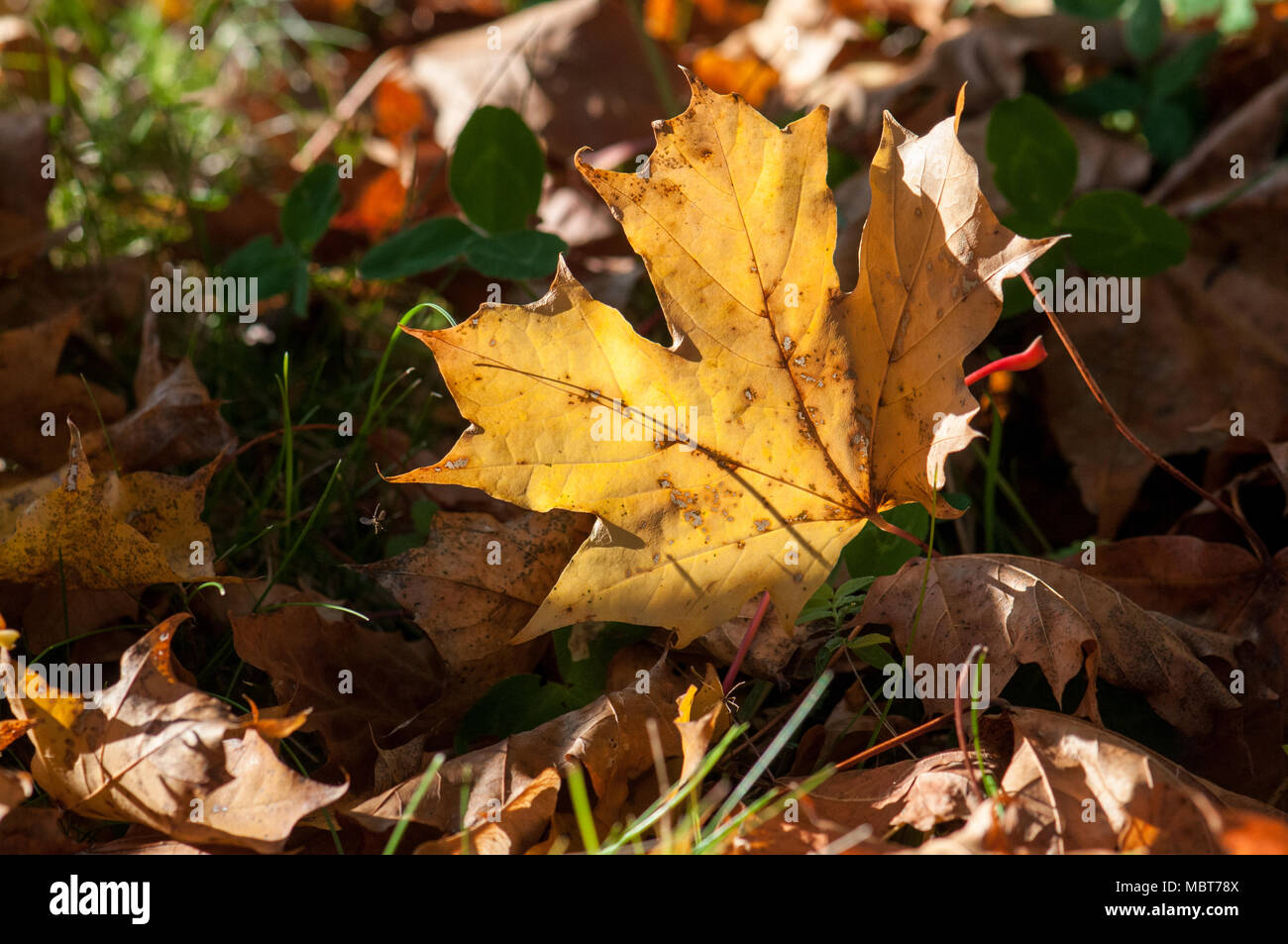 Herbst Blätter auf dem Boden im Herbst in Östergötland, Schweden Stockfoto