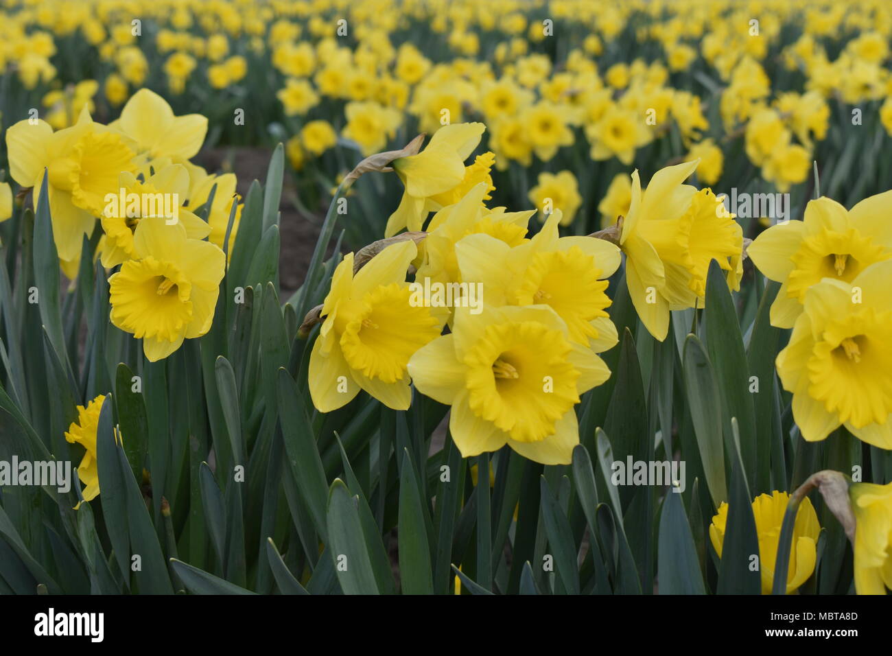 Tulpen in voller Blüte im Skagit Valley, Washington State, USA Stockfoto