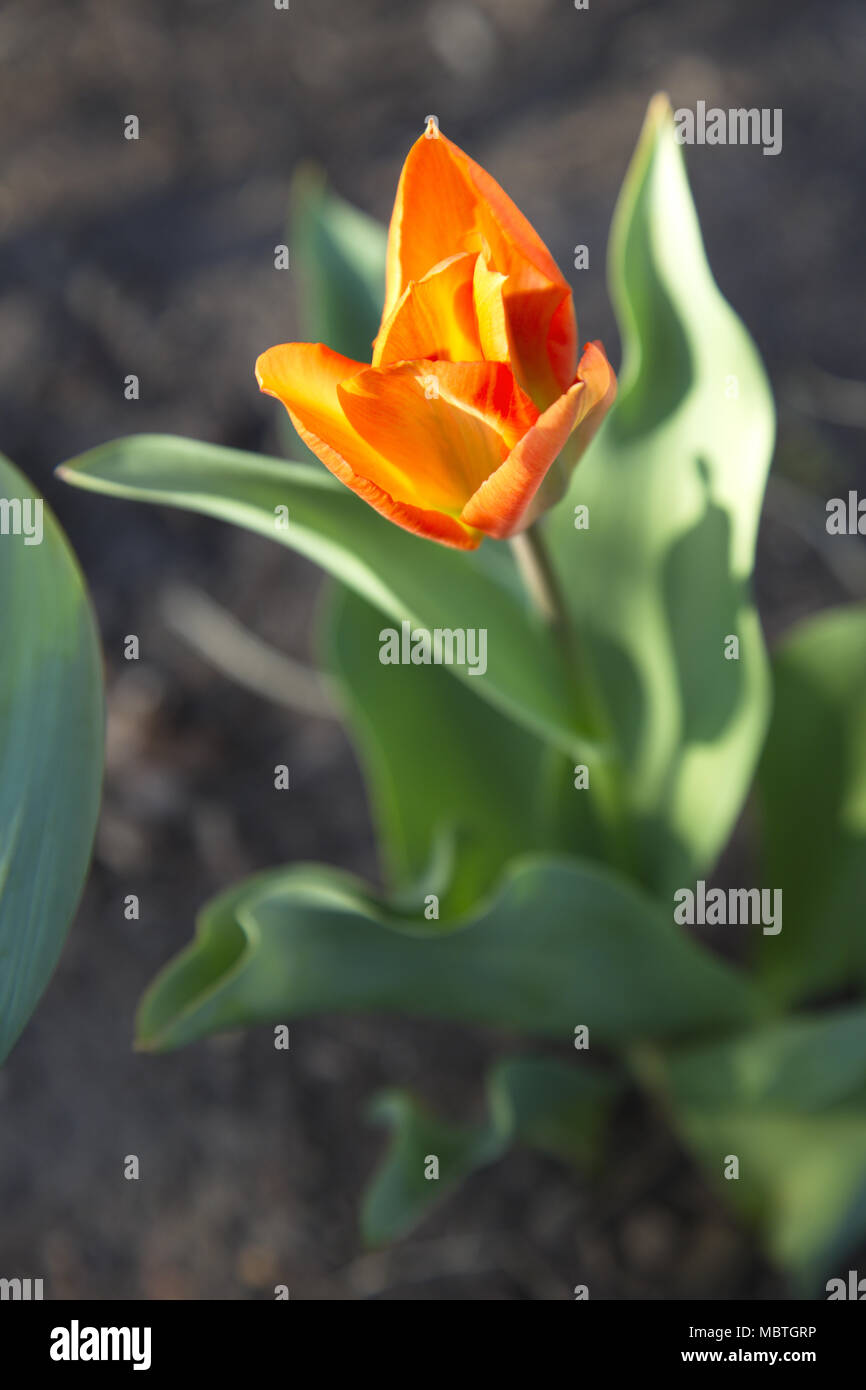 Orange Sorbet Tulpe Blüte entfaltet und reflektiert Frühjahr in ausgewählten konzentrieren und flache Tiefenschärfe Foto. Die Lage ist Chicago Stockfoto