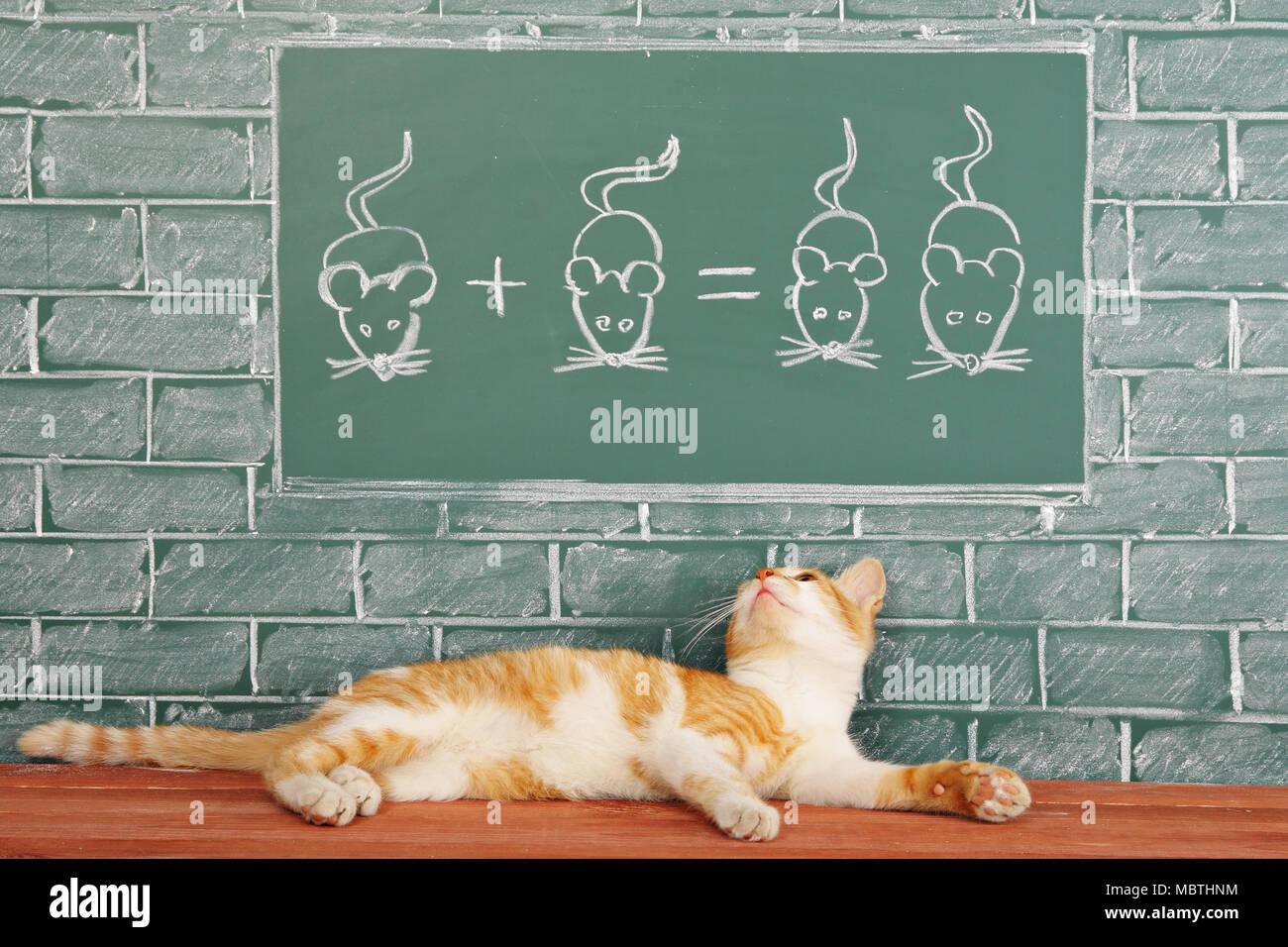 Bildung Idee über foxy Lazy Cat studierte Mathematik Stockfoto