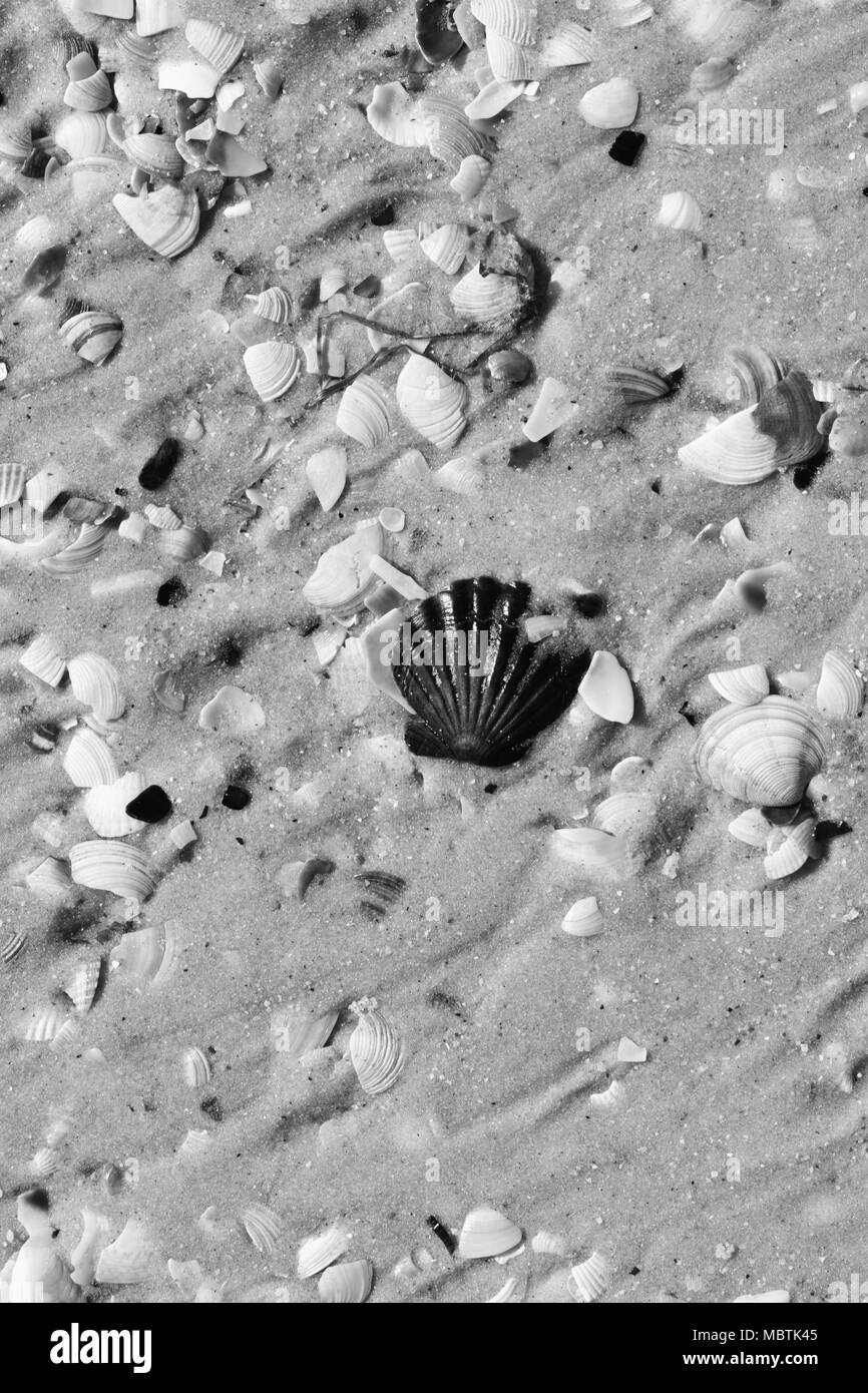 Schwarze und weiße nass Muscheln auf Sand Strand am sonnigen Sommertag Stockfoto