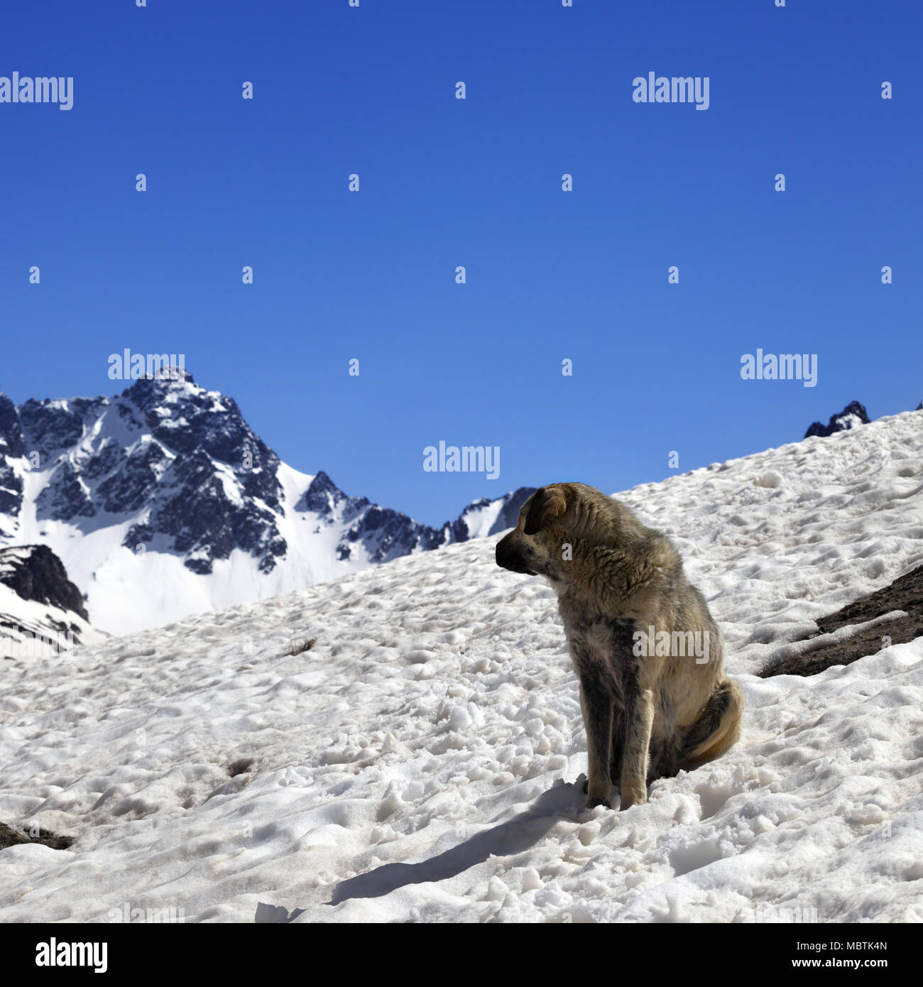 Hund in Snowy Mountains in Nizza Sonne Tag. Türkei, Kachkar Berge (höchsten Teil des Pontischen Gebirge). Stockfoto