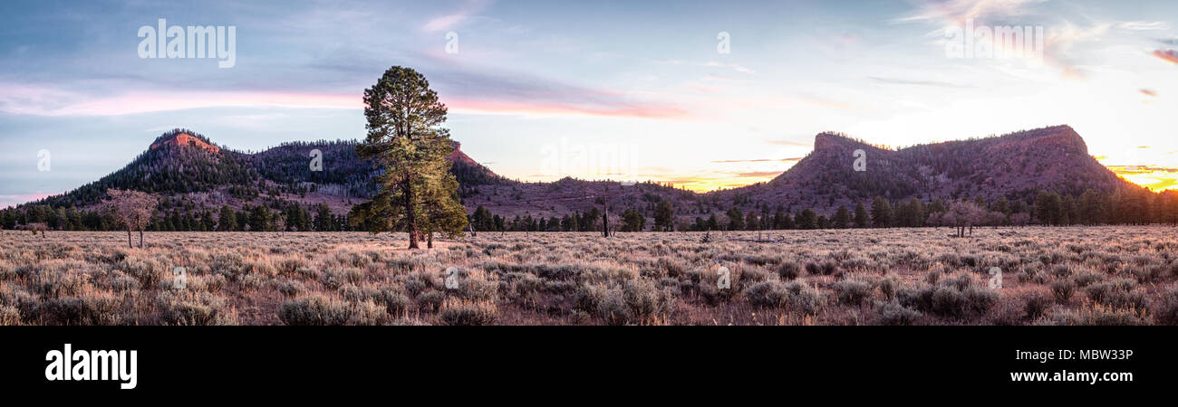 Panoramablick auf Bären Ohren National Monument im südlichen Utah in Golden, am späten Nachmittag Sonne. Stockfoto