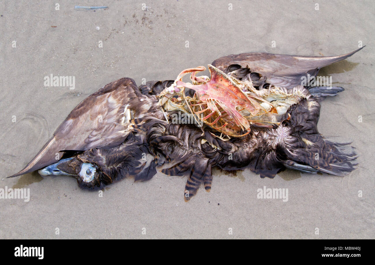 Kadaver eines toten Ente am Strand Stockfoto