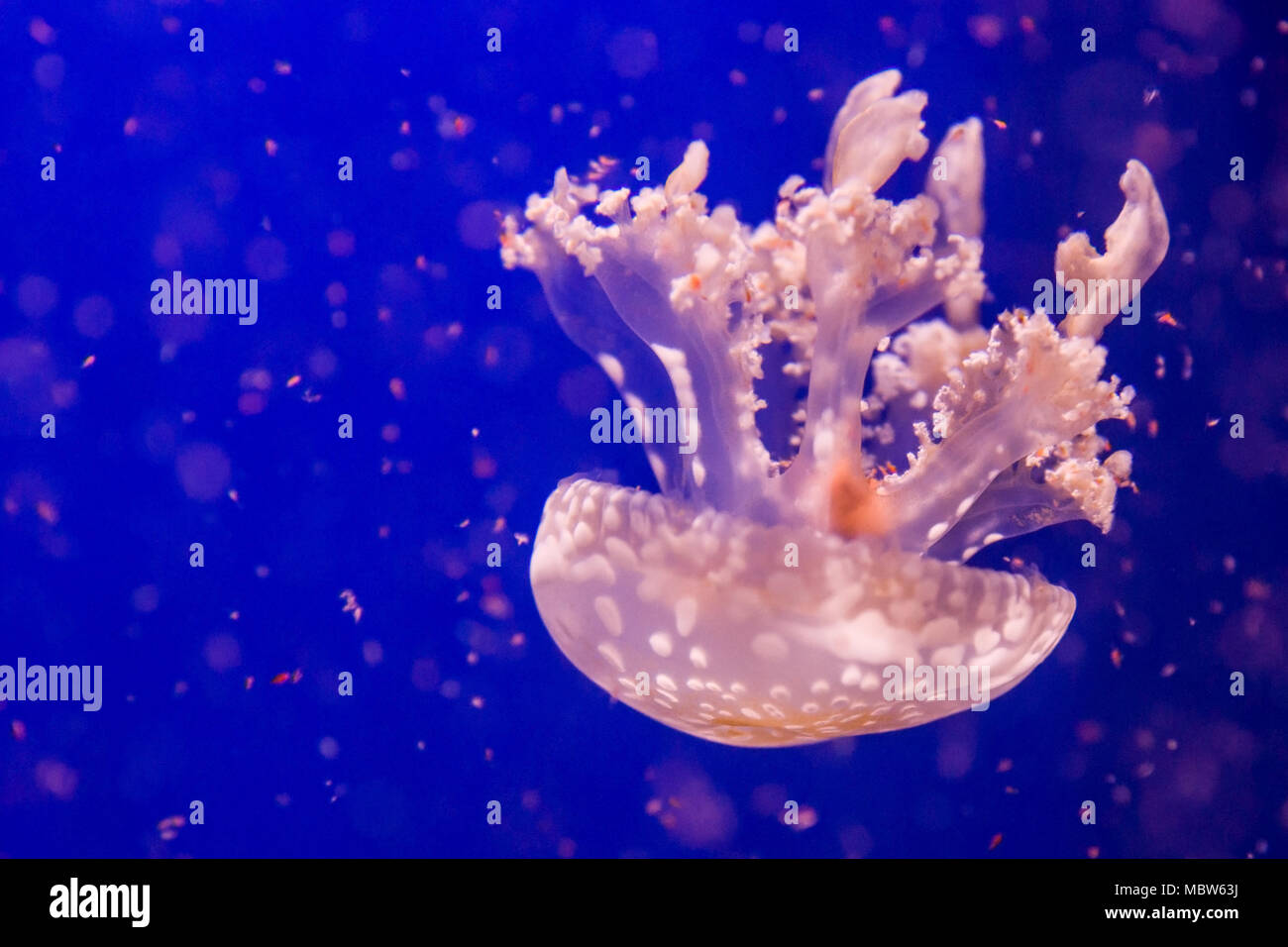 Mastigias schwimmt im Ozean Stockfoto