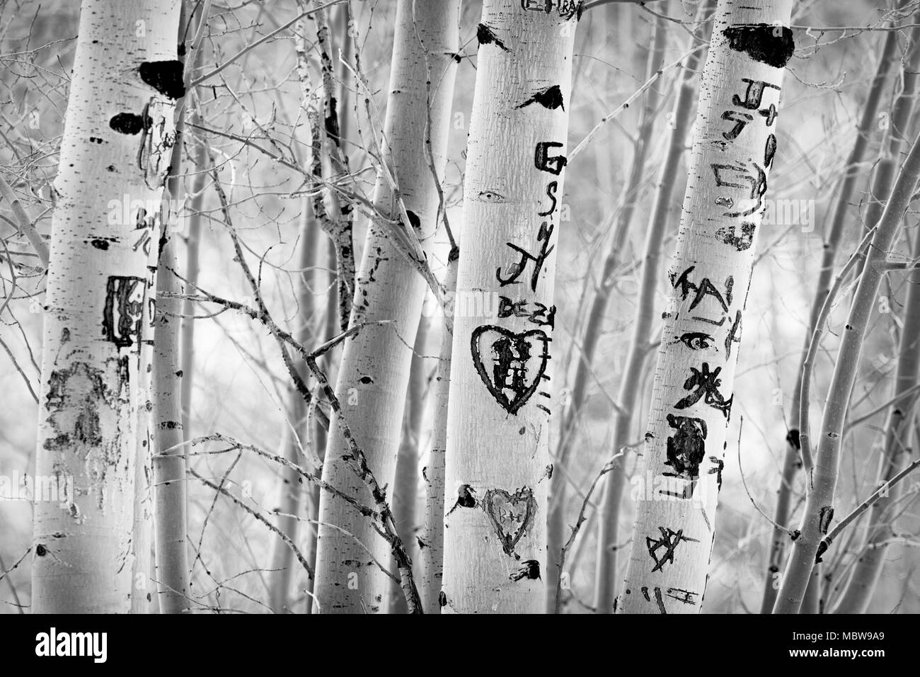 Beschädigte Aspen Bäume nach Liebhaber ihre Initialen und Grafitti in der Rinde schnitzen als Zeichen der ewigen Liebe. Stockfoto