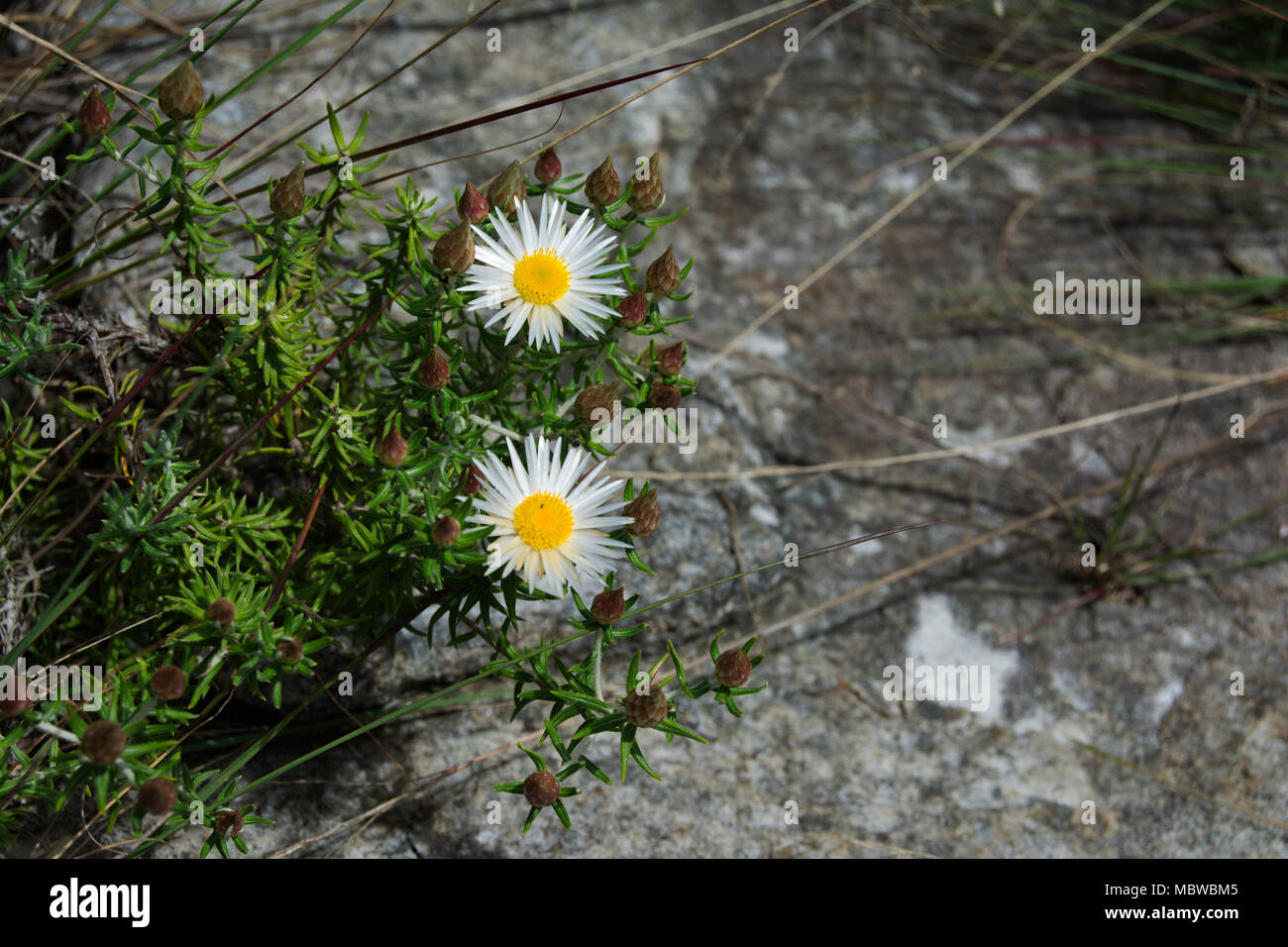 Wilde Blumen wachsen in den Felsen bei Kaapsehoop Stockfoto