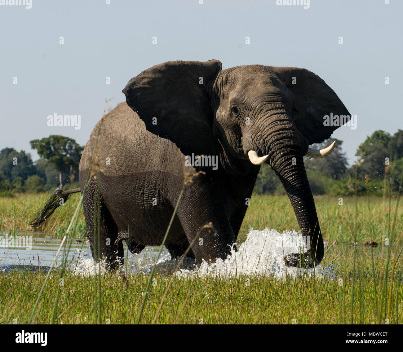 Okavango Delta, Botswana. 11,04, 2018. Bild zeigt: Ein einsamer Stier Elefant macht sich auf den Weg durch das Delta. Credit: Alamy/Ian Jacobs Stockfoto