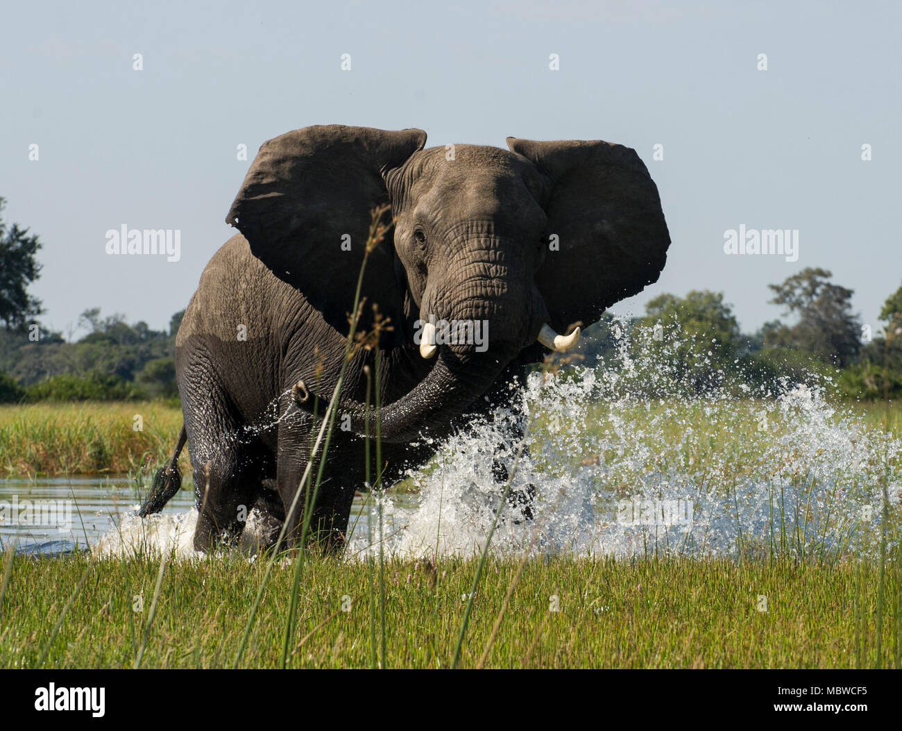 Okavango Delta, Botswana. 11,04, 2018. Bild zeigt: Ein einsamer Stier Elefant macht sich auf den Weg durch das Delta. Credit: Alamy/Ian Jacobs Stockfoto