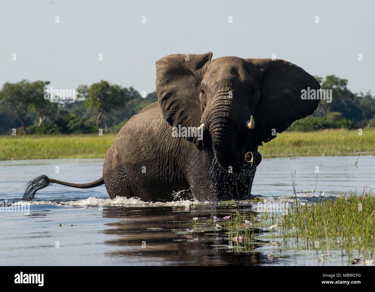 Okavango Delta, Botswana. 11,04, 2018. Bild zeigt: Ein einsamer Stier Elefant macht sich auf den Weg durch das Delta. Credit: Alamy/Ian Jacobs Stockfoto