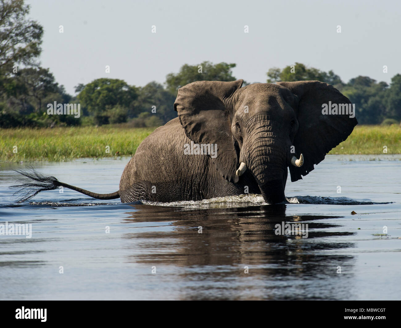 Okavango Delta, Botswana. 11,04, 2018. Bild zeigt: Ein einsamer Stier Elefant macht sich auf den Weg durch das Delta. Credit: Alamy/Ian Jacobs Stockfoto