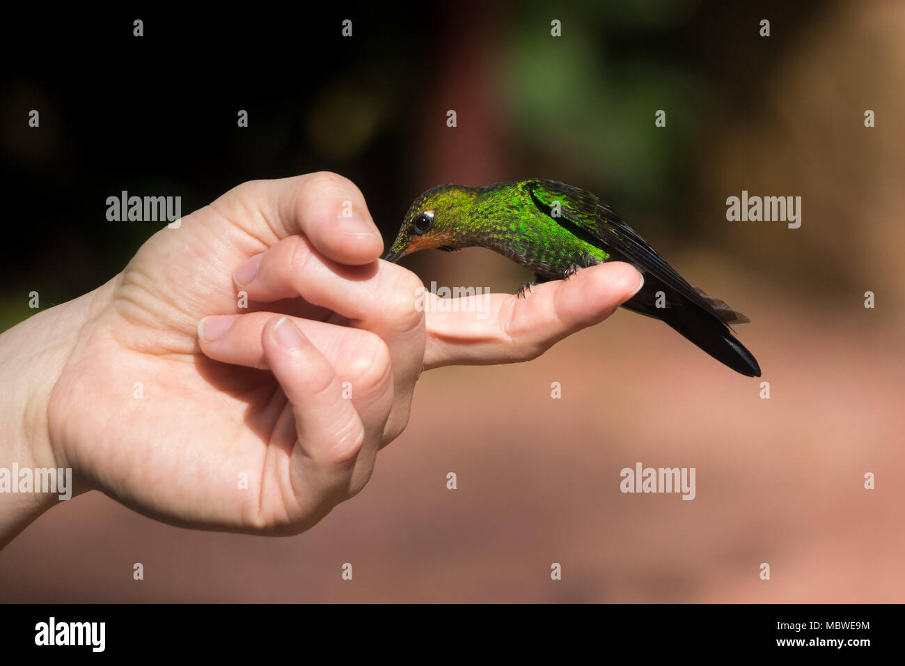 Rotschwanzhummingvogel, der auf der Hand der Dame sitzt Stockfoto