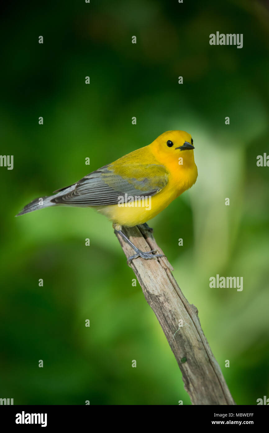 Der prothonotary Warbler sitzt auf dem Ast Stockfoto