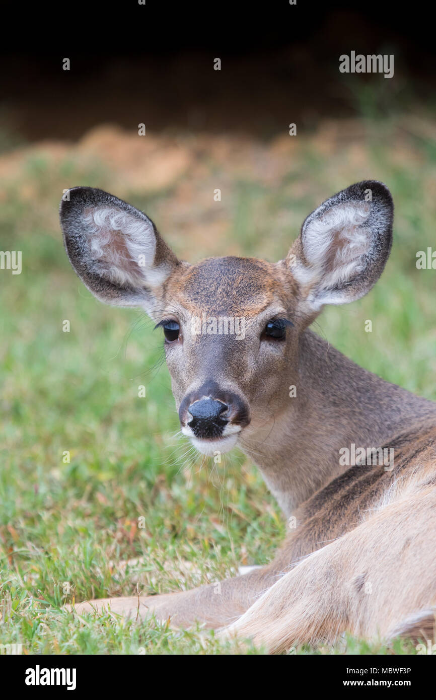 Weibliche Weißschwanz Hirsch Nahaufnahme mit grünem Hintergrund Stockfoto