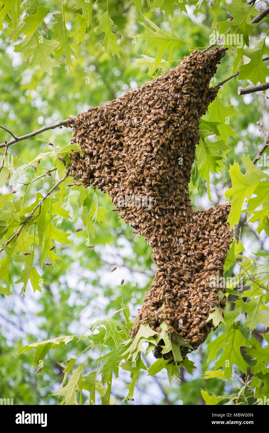 Honigbiene Swarm hängen an einem Baum Gliedmaßen Stockfoto