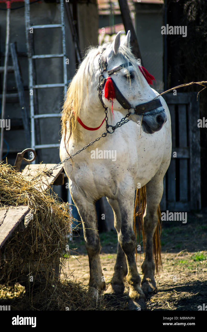 Schönen weißen Pferd auf einer ranch Nahaufnahme. Elegantes Kostüm White Horse close up Stockfoto