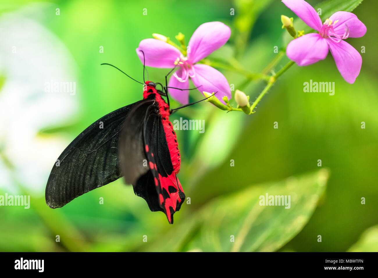 Schöner Schmetterling Antrophaneura semperi in tropischen Wald sitzen auf der Blüte. Der tropischen Natur Regenwald, schmetterling insekt Makro Fotografie. Stockfoto