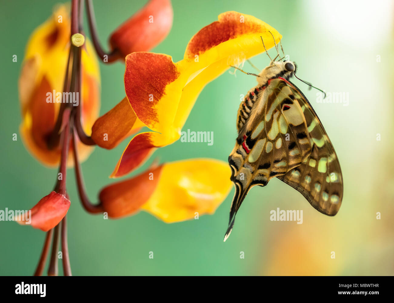 Schöner Schmetterling Papilio pilumnus in tropischen Wald sitzen auf der Blüte. Der tropischen Natur Regenwald, schmetterling insekt Makro Fotografie. Stockfoto