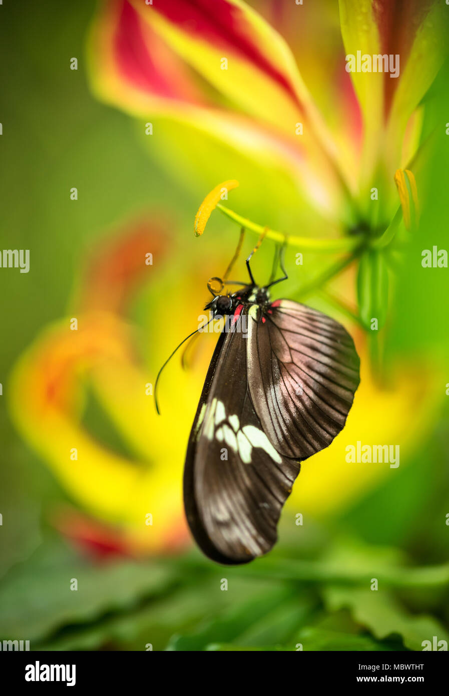 Schöner Schmetterling Heliconius Hacale zuleikas in tropischen Wald sitzen auf der Blüte. Der tropischen Natur Regenwald, schmetterling insekt Makro photograp Stockfoto