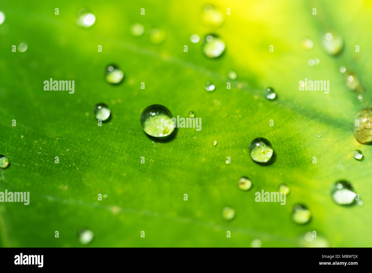 Schönes Detail des Blatt mit Wassertropfen, Makro Foto. Geringe Tiefenschärfe Stockfoto