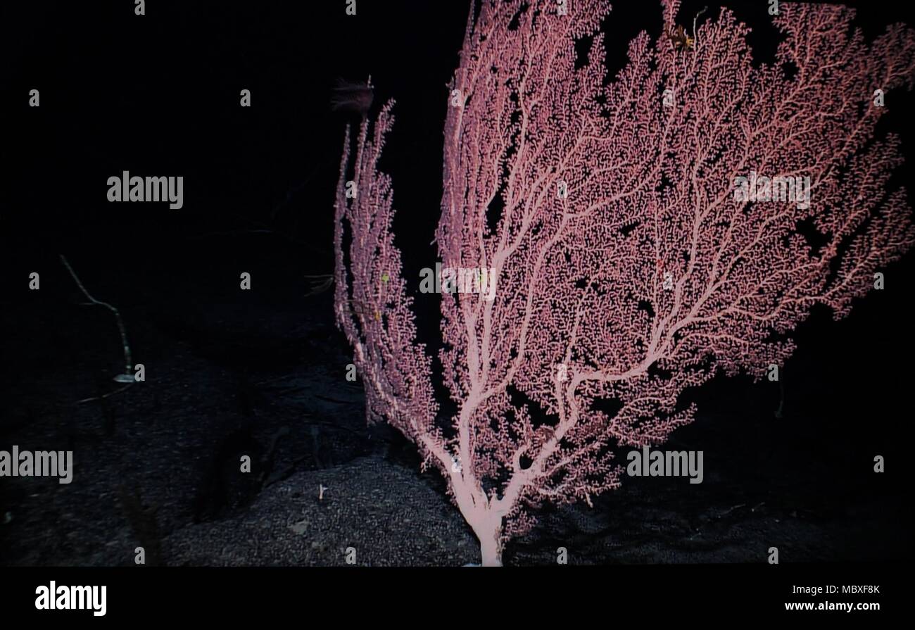 An Bord Kexue. 11 Apr, 2018. Foto am 11 April, 2018 zeigt die Korallen auf Magellan Seamounts im Westpazifik. Chinesische Wissenschaftler an Bord des Forschungsschiffes Kexue, oder "Wissenschaft" im wahrsten Sinne des Wortes, die Forschung über die Magellan Seamounts im Westpazifik. Credit: Zhang Jiansong/Xinhua/Alamy leben Nachrichten Stockfoto