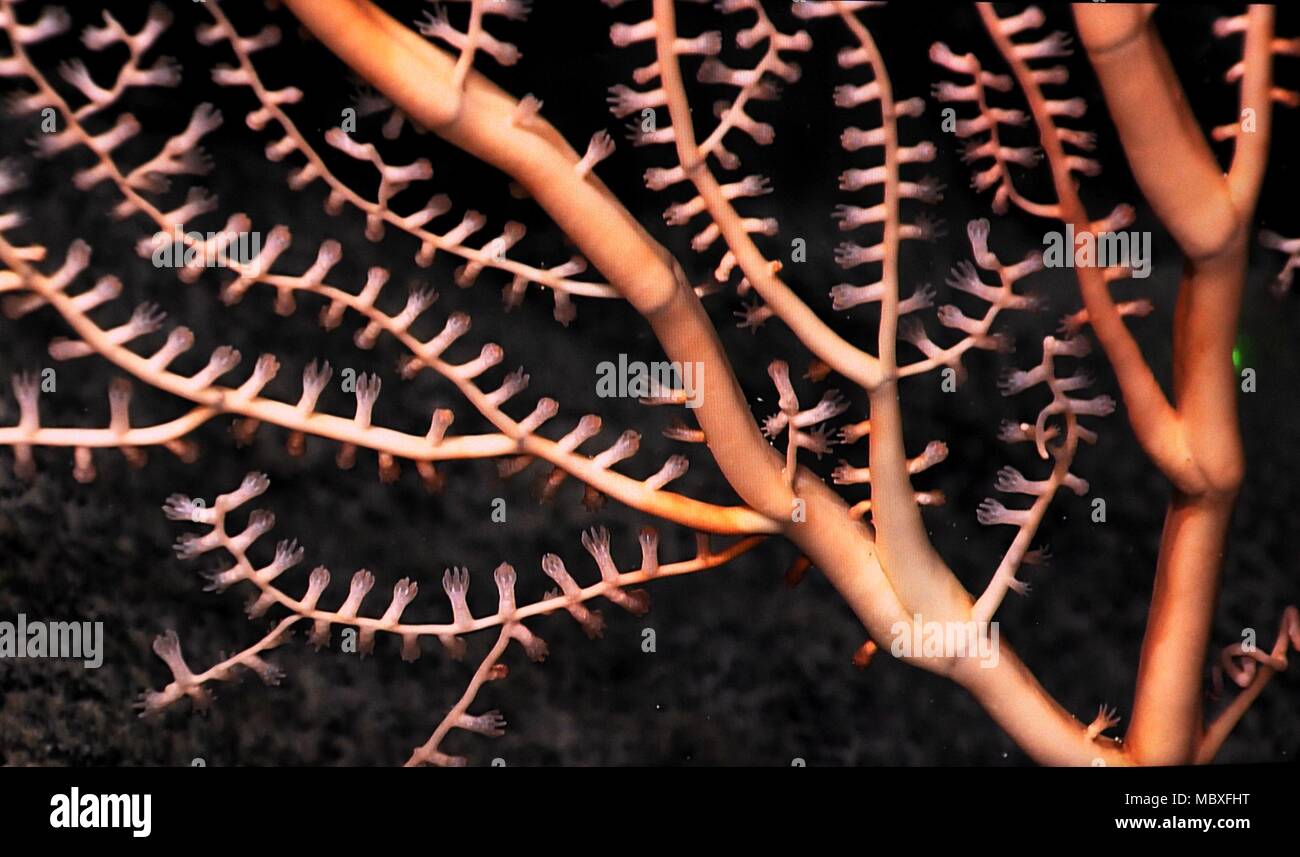 An Bord Kexue. 9 Apr, 2018. Foto auf April 9, 2018 zeigt die Korallen auf Magellan Seamounts im Westpazifik. Chinesische Wissenschaftler an Bord des Forschungsschiffes Kexue, oder "Wissenschaft" im wahrsten Sinne des Wortes, die Forschung über die Magellan Seamounts im Westpazifik. Credit: Zhang Jiansong/Xinhua/Alamy leben Nachrichten Stockfoto