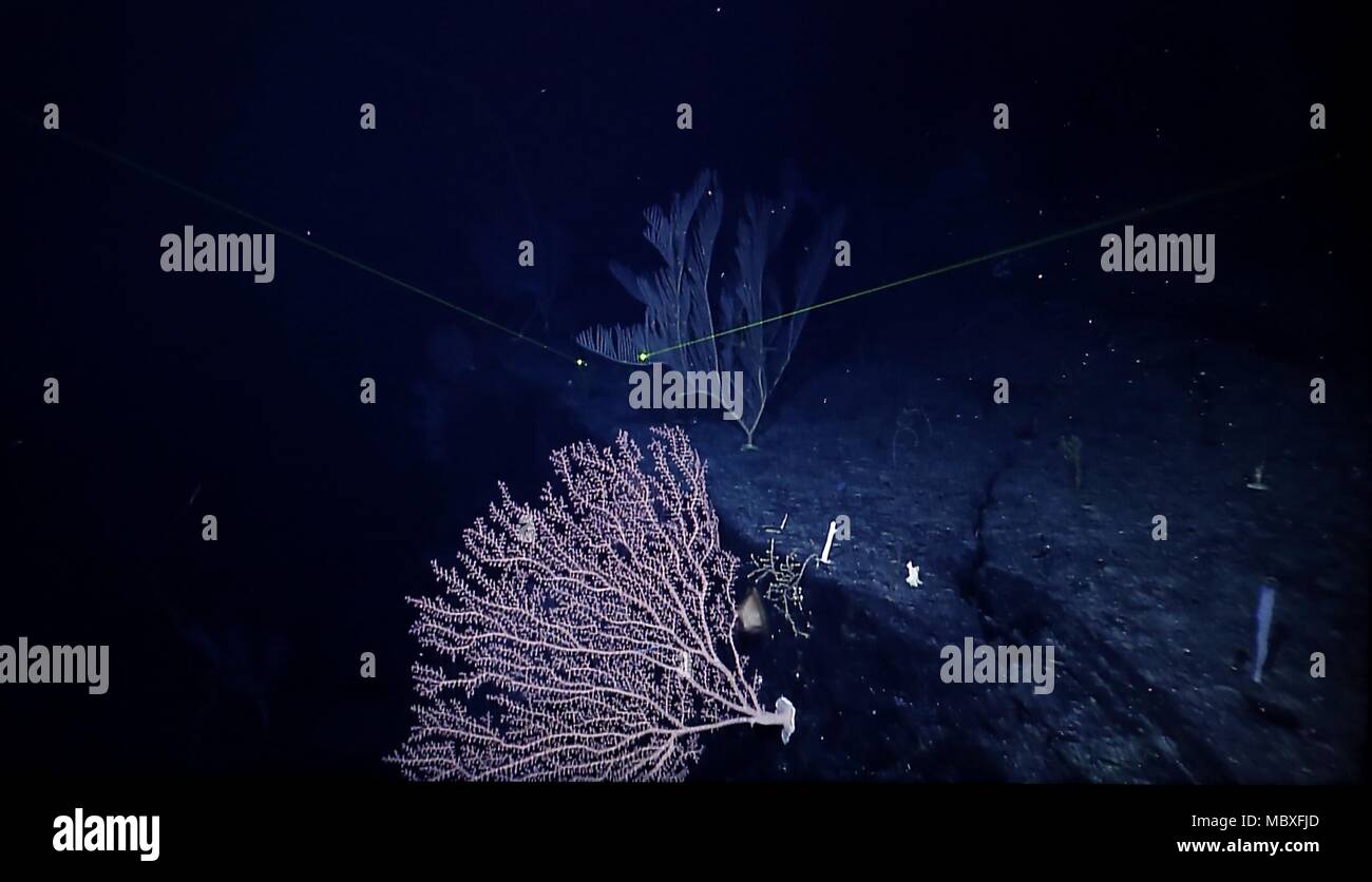 An Bord Kexue. 10 Apr, 2018. Foto auf April 10, 2018 zeigt die Korallen auf Magellan Seamounts im Westpazifik. Chinesische Wissenschaftler an Bord des Forschungsschiffes Kexue, oder "Wissenschaft" im wahrsten Sinne des Wortes, die Forschung über die Magellan Seamounts im Westpazifik. Credit: Zhang Jiansong/Xinhua/Alamy leben Nachrichten Stockfoto