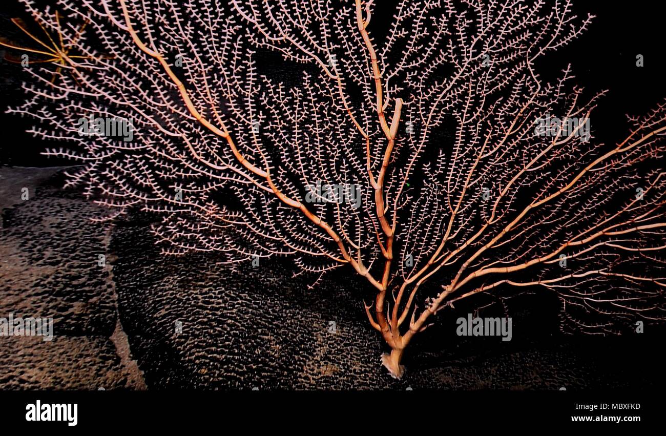 An Bord Kexue. 9 Apr, 2018. Foto auf April 9, 2018 zeigt die Korallen auf Magellan Seamounts im Westpazifik. Chinesische Wissenschaftler an Bord des Forschungsschiffes Kexue, oder "Wissenschaft" im wahrsten Sinne des Wortes, die Forschung über die Magellan Seamounts im Westpazifik. Credit: Zhang Jiansong/Xinhua/Alamy leben Nachrichten Stockfoto