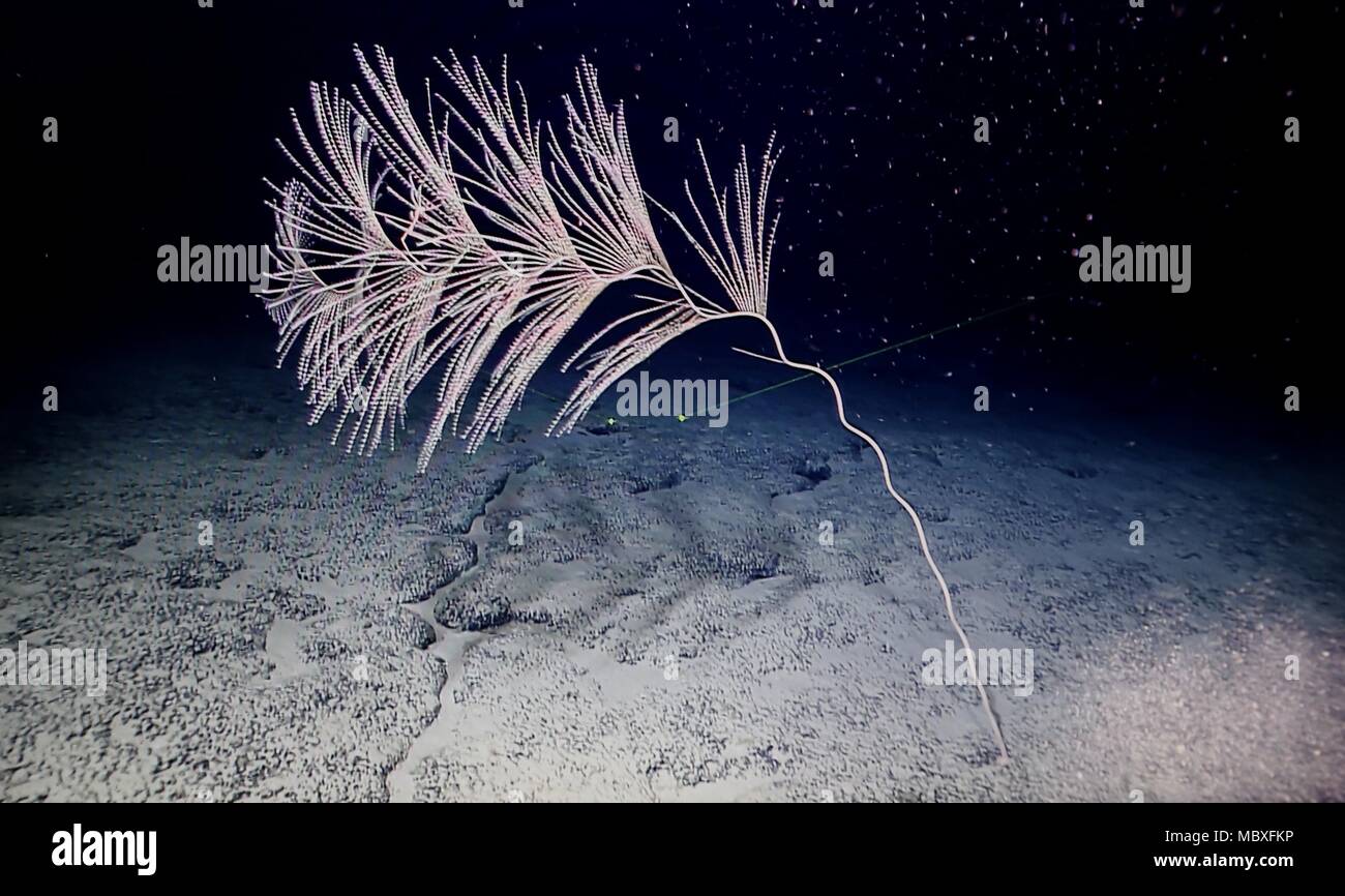 An Bord Kexue. 11 Apr, 2018. Foto am 11 April, 2018 zeigt die Korallen auf Magellan Seamounts im Westpazifik. Chinesische Wissenschaftler an Bord des Forschungsschiffes Kexue, oder "Wissenschaft" im wahrsten Sinne des Wortes, die Forschung über die Magellan Seamounts im Westpazifik. Credit: Zhang Jiansong/Xinhua/Alamy leben Nachrichten Stockfoto