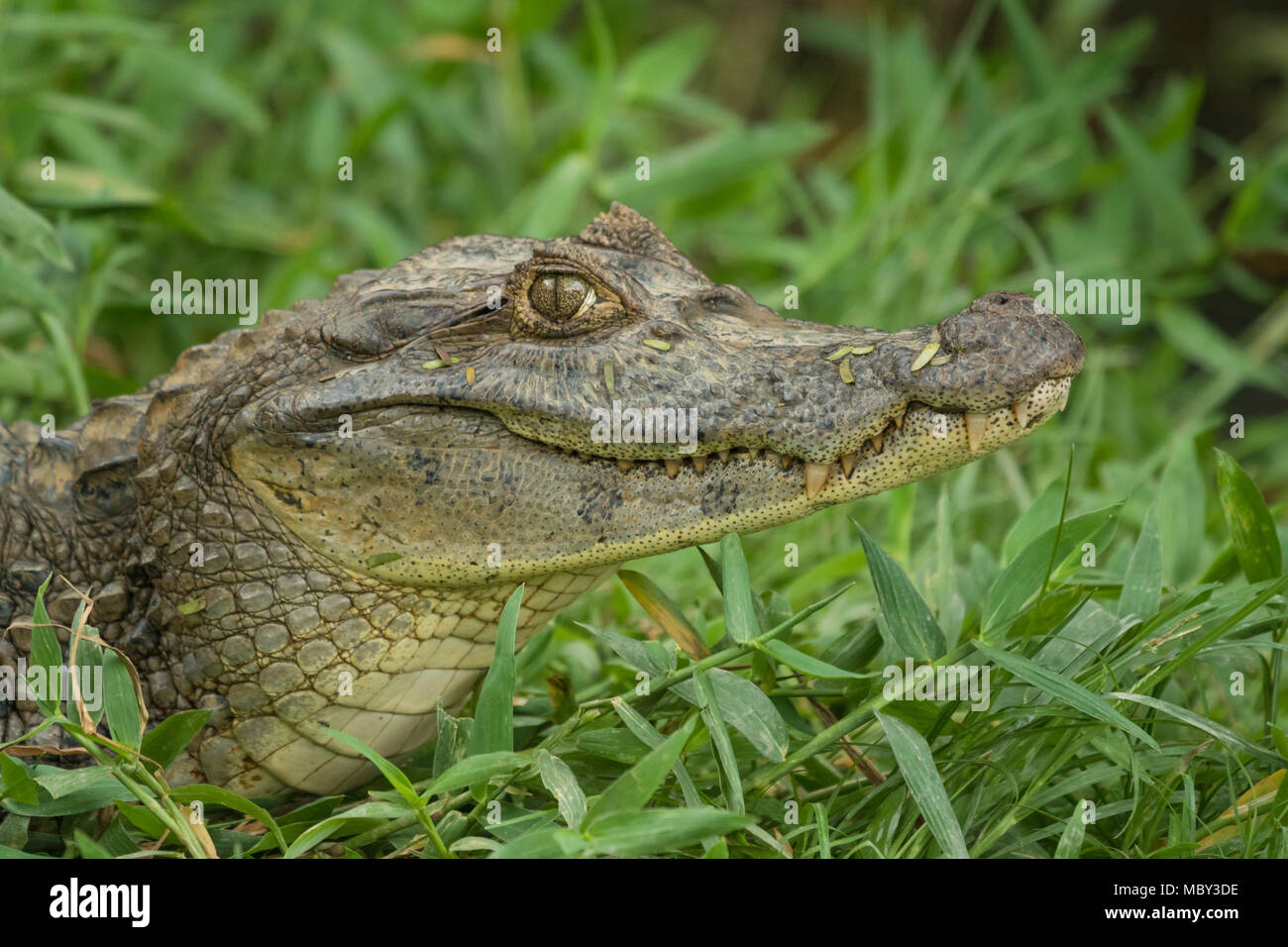 Wilder Aligator in Grass, Waslala Nicaragua Stockfoto